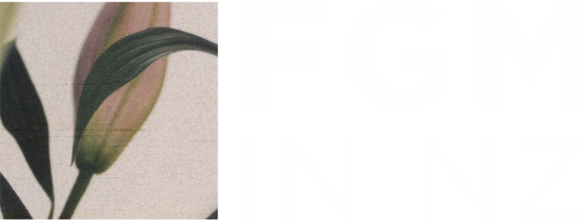 Female Genital Mutilation and New Zealand